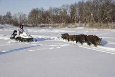 Снегоход ТАЙГА ВАРЯГ 550 V SE